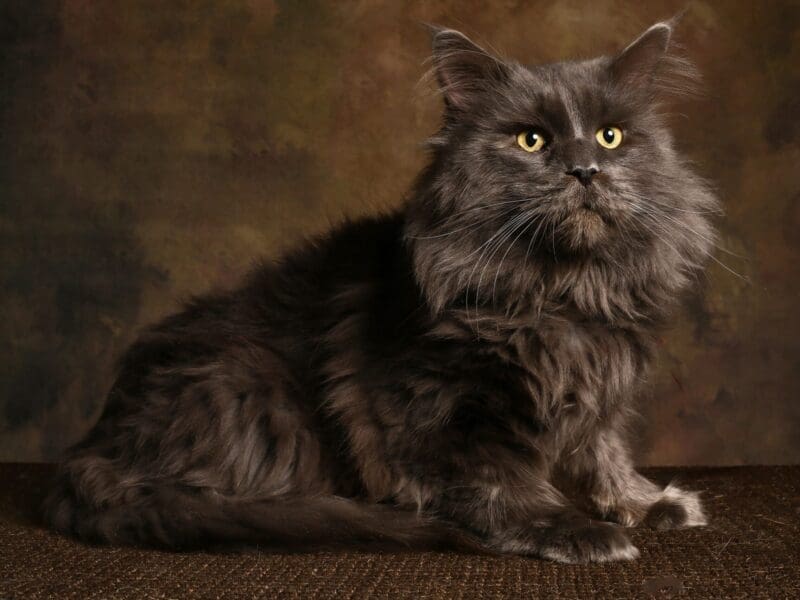 Maine coon