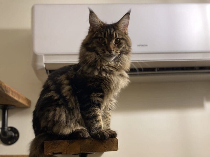 Chaton Maine Coon LOOF