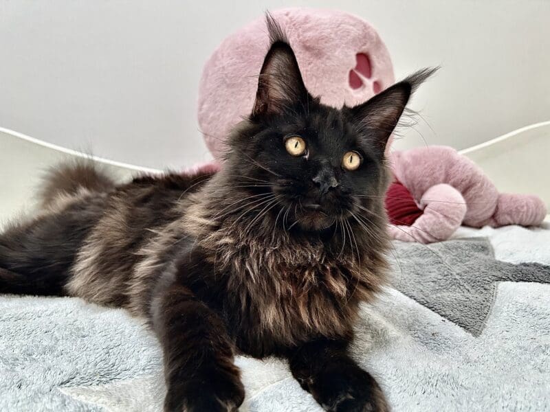 Jeune Maine coon