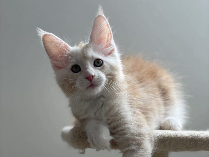 Chaton Maine coon loof femelle