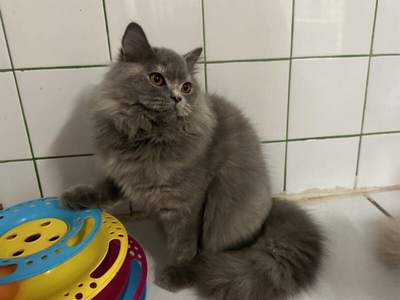 Superbe femelle British longhair loof