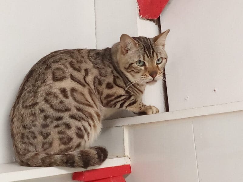 Superb bengal seal silver tabby mink