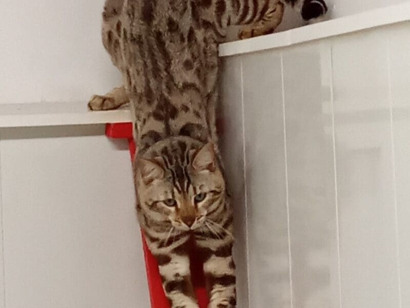 Superb bengal seal silver tabby mink