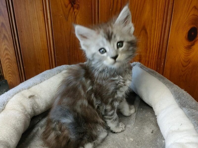 Magnifique chatons Maine Coon