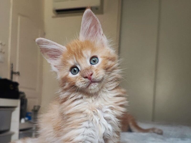 Chaton maine coon loof