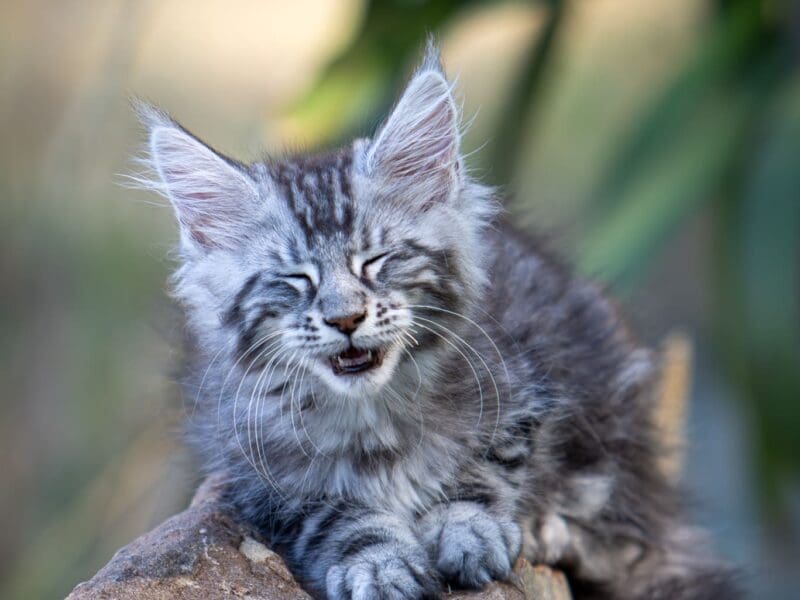 Maloya, chaton femelle maine coon