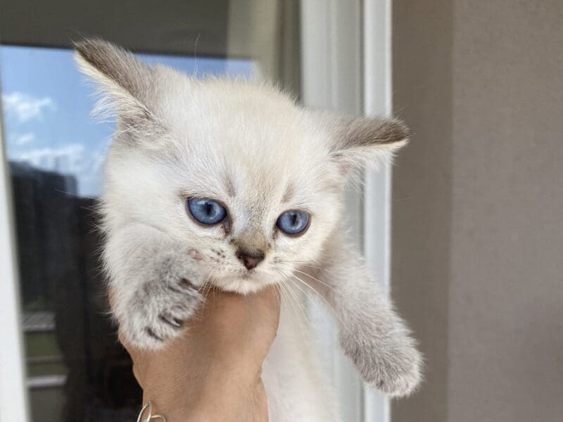Chatons british shorthair LOOF disponibles