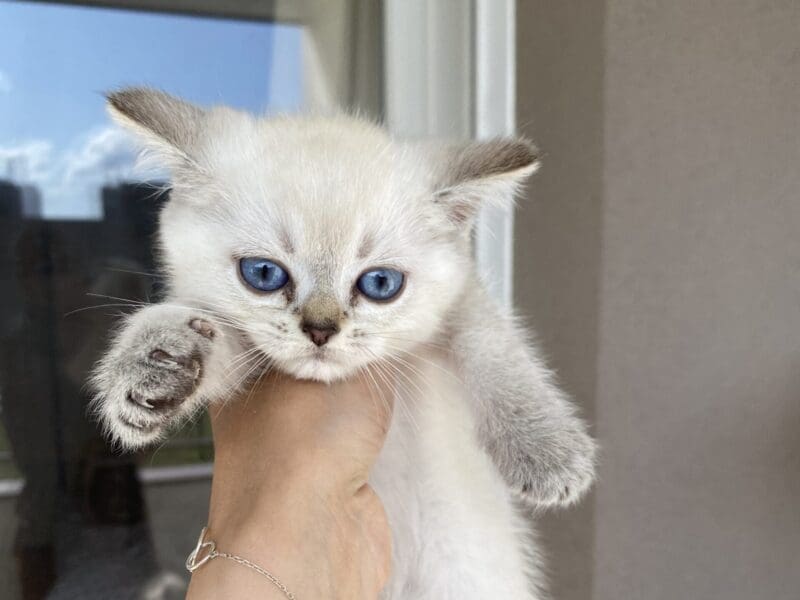 Chatons british shorthair LOOF disponibles