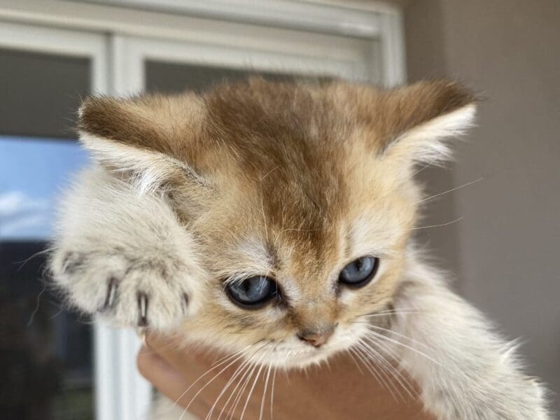 Chatons british shorthair LOOF disponibles