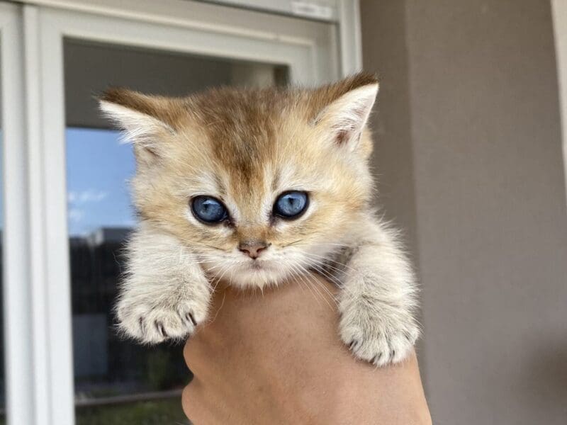 Chatons british shorthair LOOF disponibles