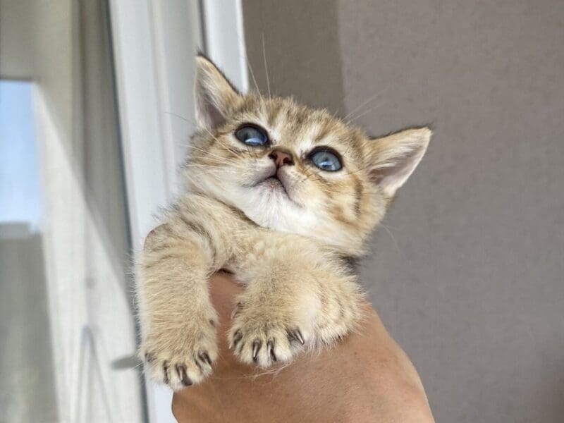 Chatons british shorthair LOOF disponibles