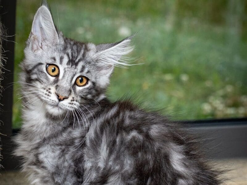 Maloya, chaton femelle maine coon