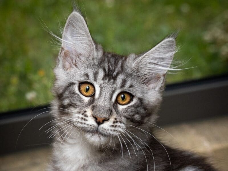 Maloya, chaton femelle maine coon