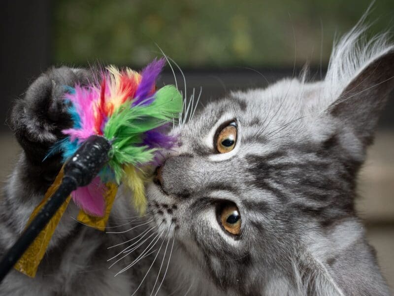 Maloya, chaton femelle maine coon