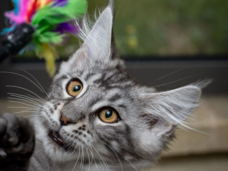 Maloya, chaton femelle maine coon