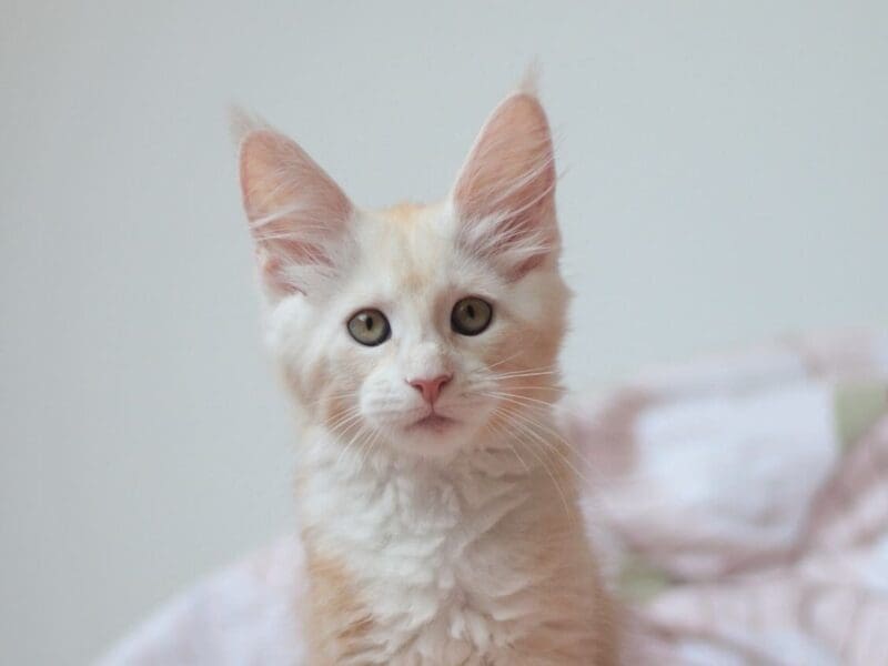 Chaton Maine coon loof femelle