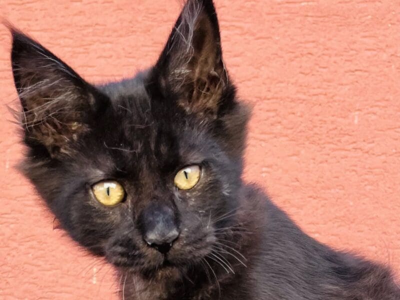 Chaton Femelle Maine Coon