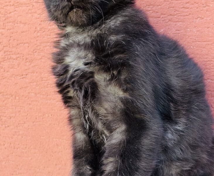 Chaton Femelle Maine Coon