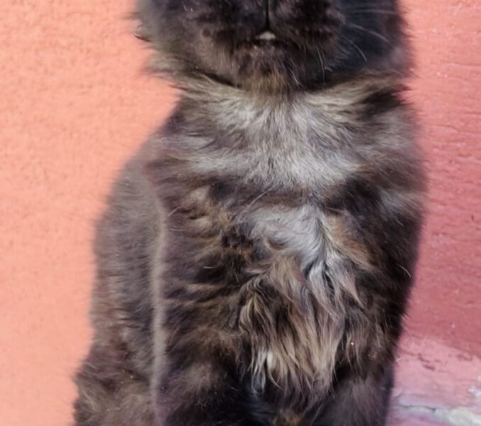 Chaton Femelle Maine Coon