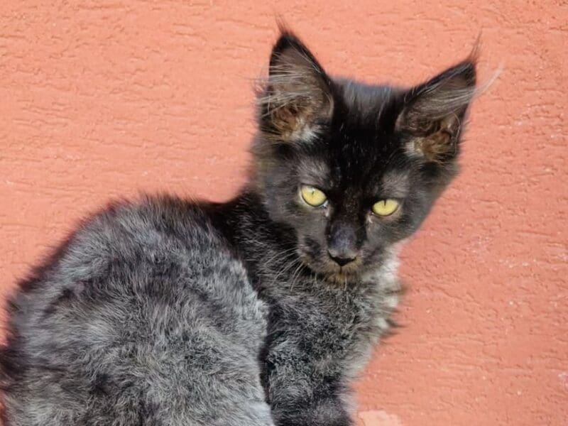 Chaton Femelle Maine Coon
