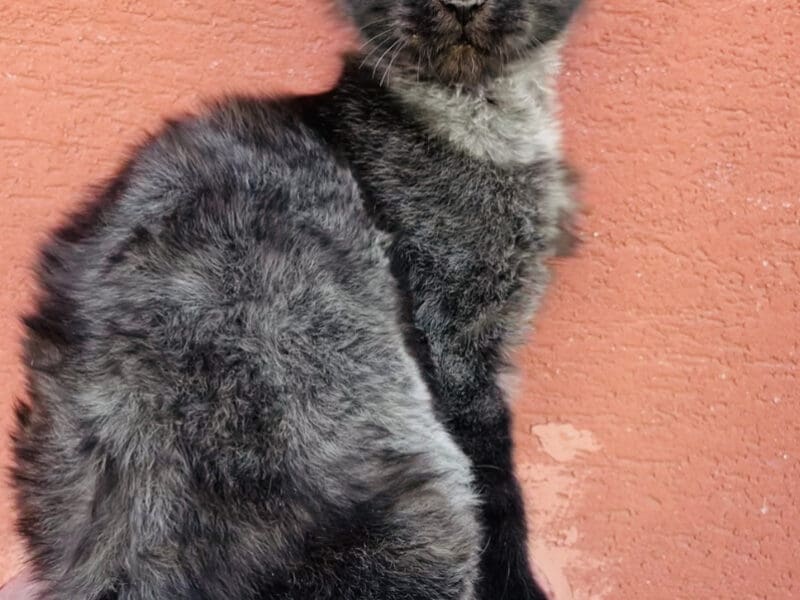 Chaton Femelle Maine Coon