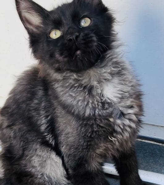 Chaton Femelle Maine Coon