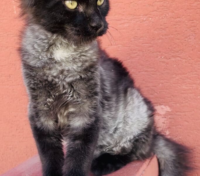 Chaton Femelle Maine Coon
