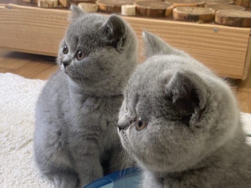 A réserver chatons british shorthair LOOF