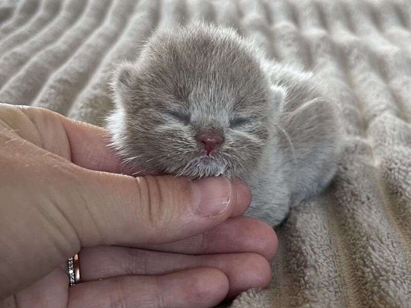 Chatons British shorthair a réserver