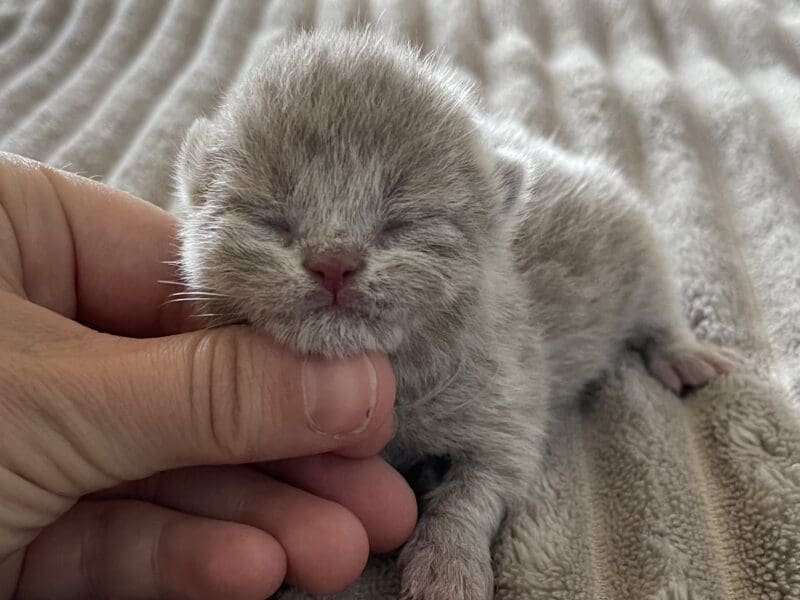 Chatons British shorthair a réserver