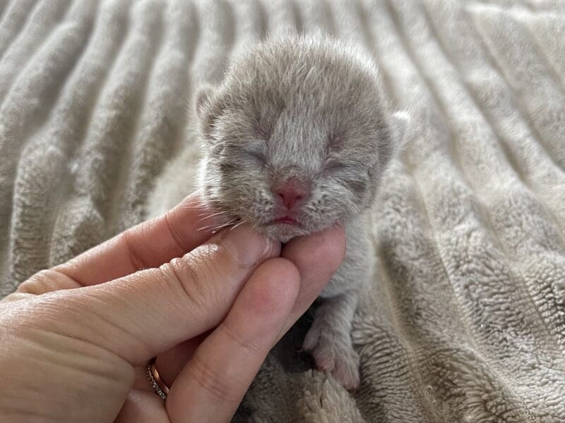 Chatons British shorthair a réserver