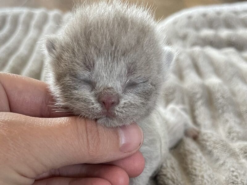 Chatons British shorthair a réserver