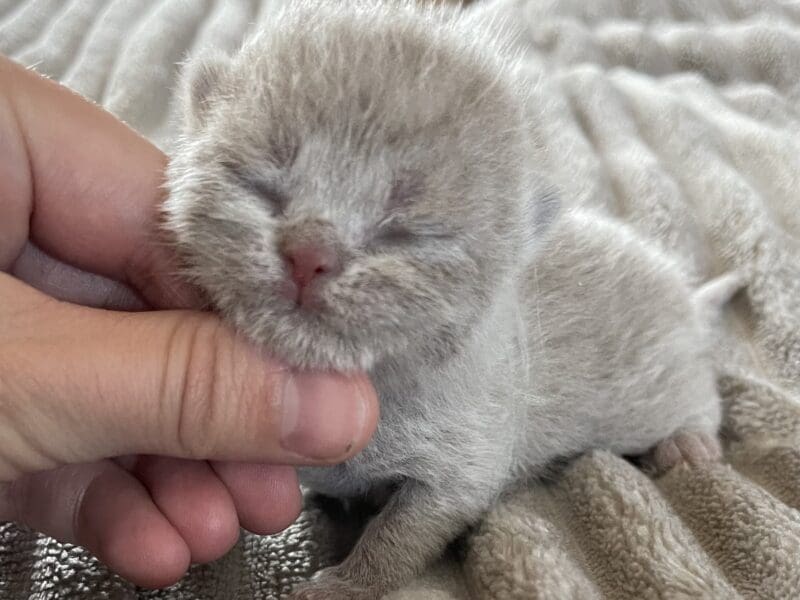 Chatons British shorthair a réserver