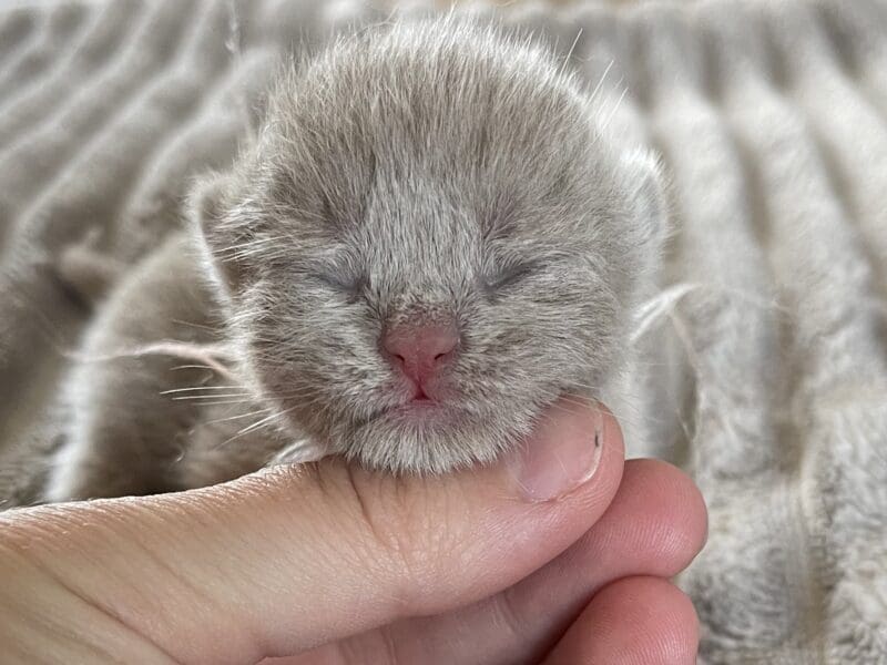 Chatons British shorthair a réserver