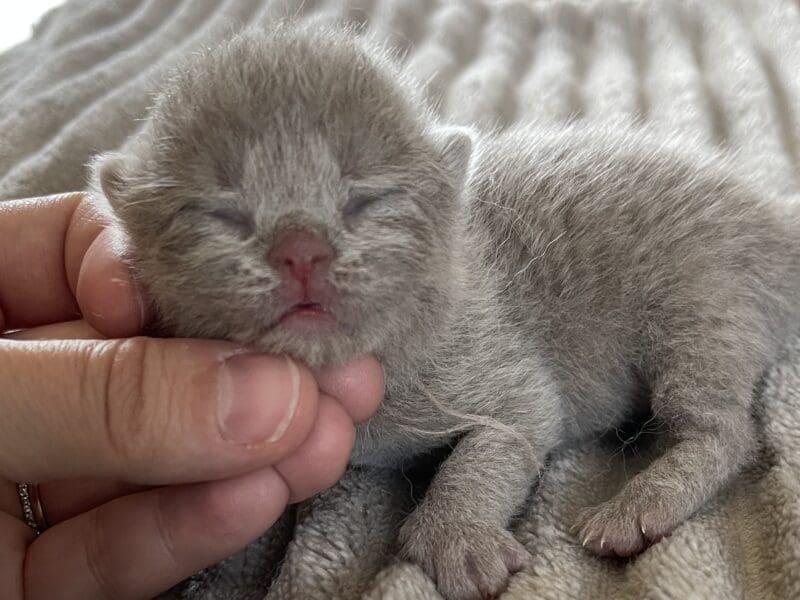 Chatons British shorthair a réserver