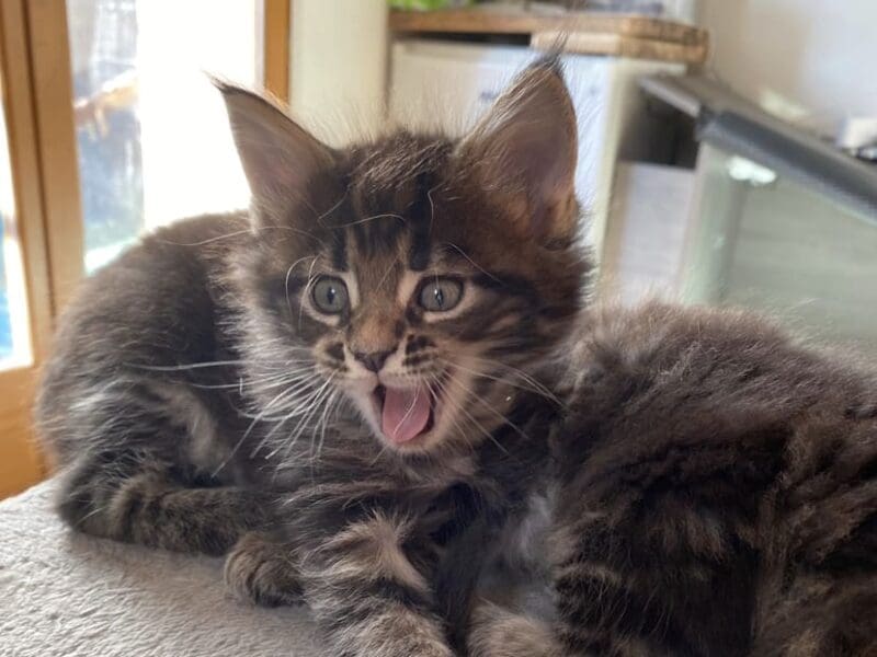 Chaton Maine Coon LOOF