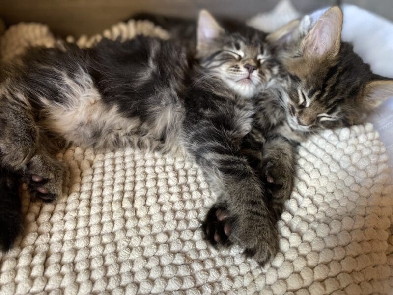 Chaton Maine Coon LOOF