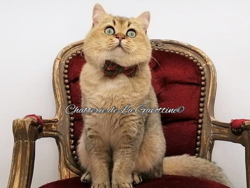 Scottish Straight Black Golden Shaded (triple-champion Loof)