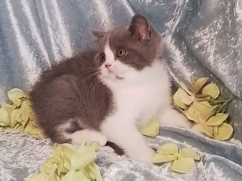 Uilson : British shorthair pour cie ou reproducteur