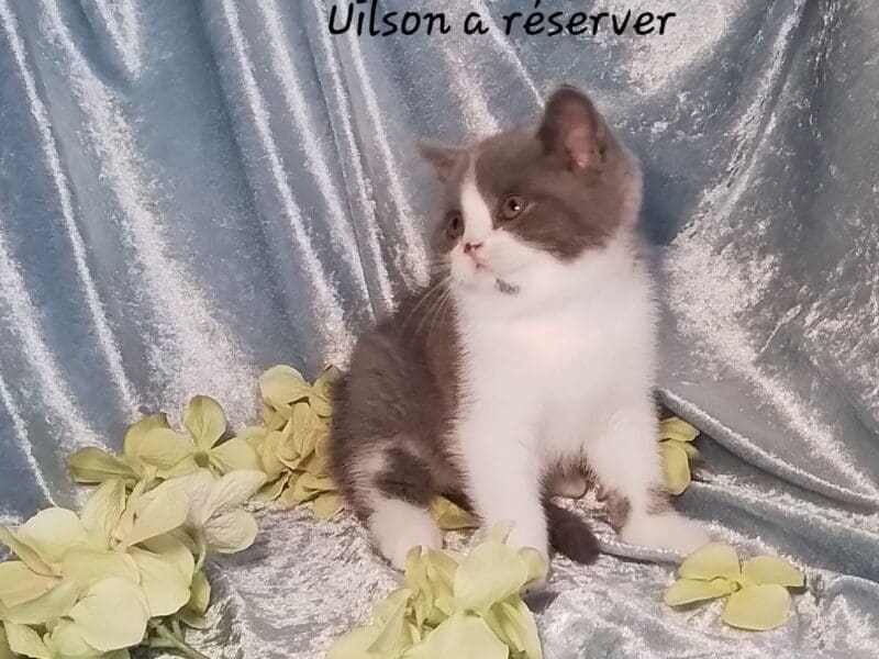 Uilson : British shorthair pour cie ou reproducteur