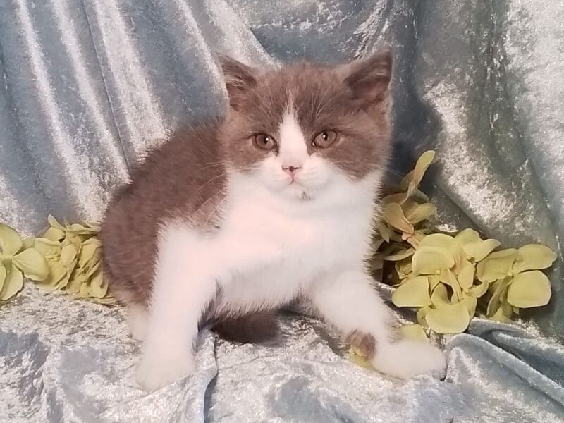 Uilson : British shorthair pour cie ou reproducteur