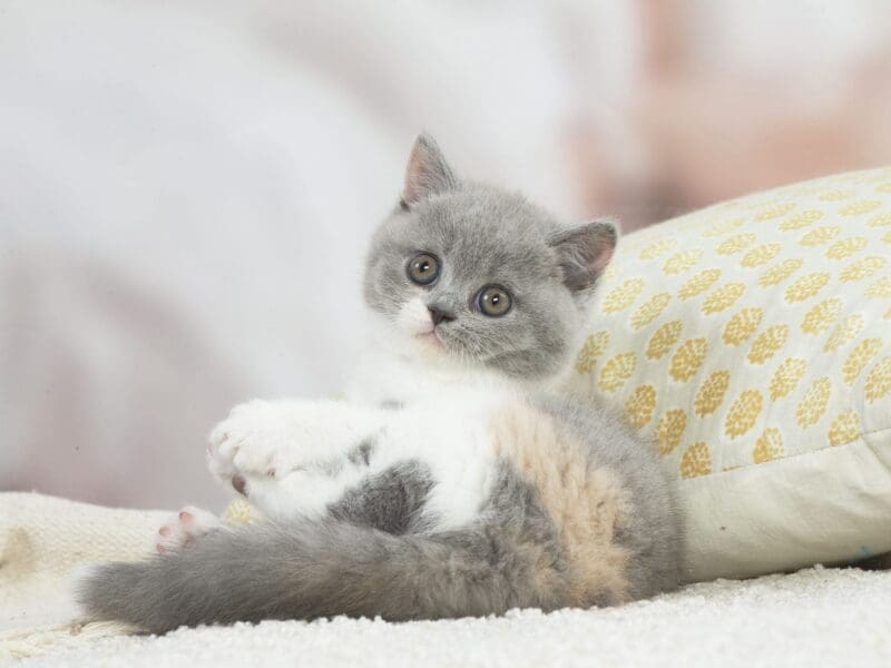 Uma de l'Abysse Enchanté, British shorthair LOOF