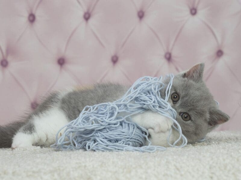 Uma de l'Abysse Enchanté, British shorthair LOOF