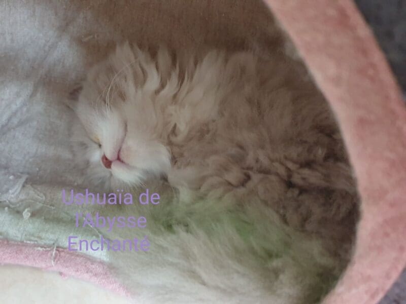 Ushuaïa de l'Abysse Enchanté, chaton british longhair