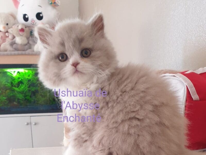 Ushuaïa de l'Abysse Enchanté, chaton british longhair