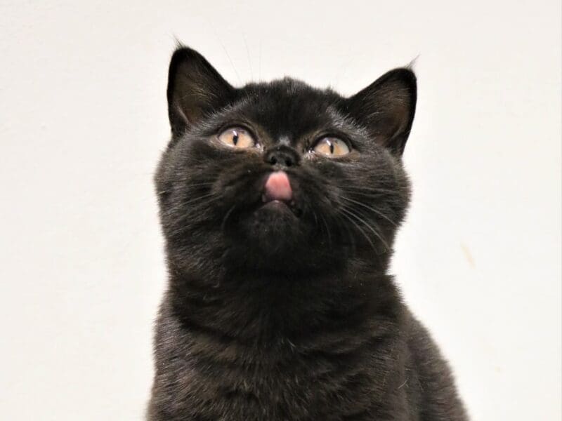 Magnifique " perle noire" chaton british shortair