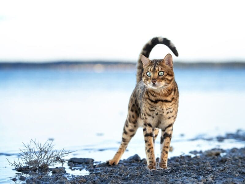 Photographe animalière spécialisée en chats dans le Var et ses environs, studio et lumière naturelle