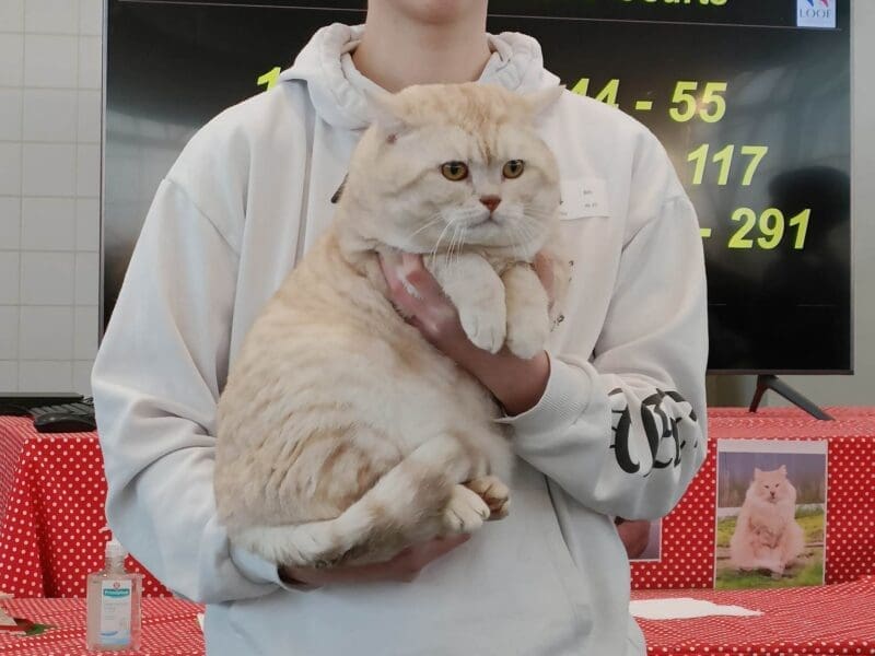 magnifiques chatons british red et creme silver seront présents à Paris Vincennes fin septembre