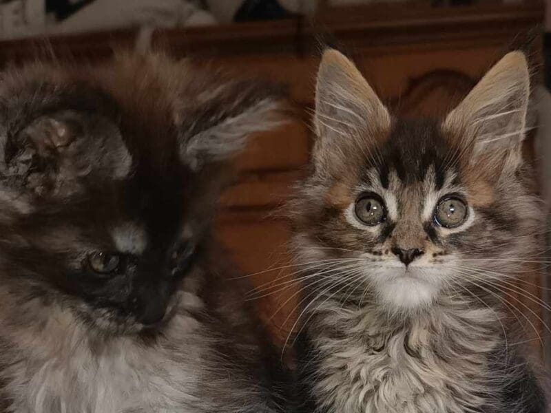 Chatons à réserver