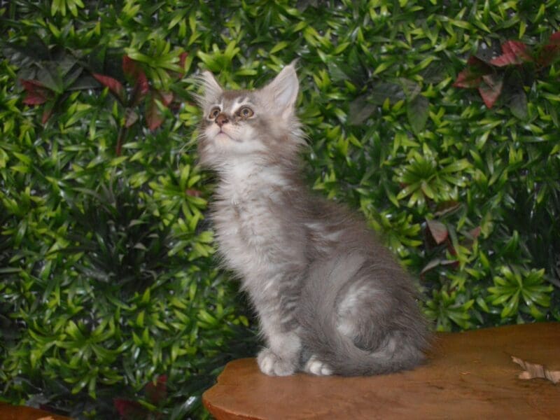 CHATON MAINE COON LOOF